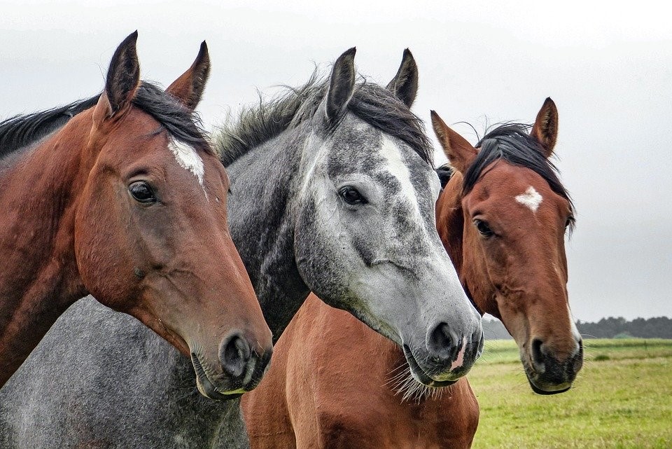 Je bekijkt nu ZWANGERSCHAPSWAARNEMING PARAVETERINAIR PAARD