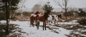 Lees meer over het artikel December nieuws: Alles over koliek en een leuk nieuwtje!