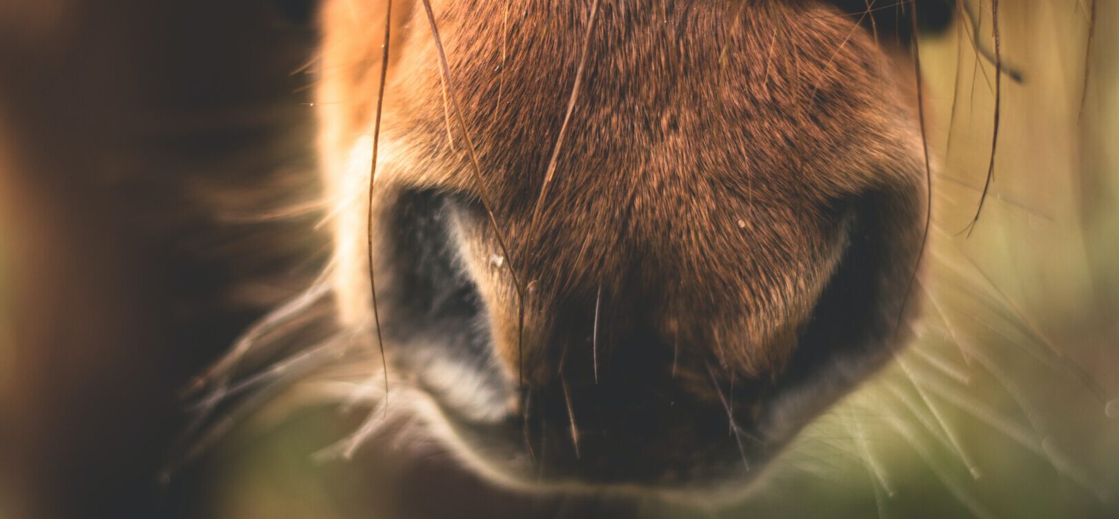 Je bekijkt nu Het ontwormen en vaccineren van jonge paarden