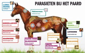 Lees meer over het artikel Ontwormschema