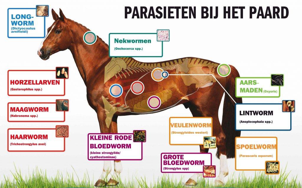 Je bekijkt nu Schema ontwormen