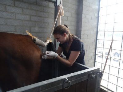 dierenarts Vicky Korvink dierenarts Vicky Korvink